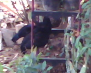 Pemanfaatan ayam kampung.